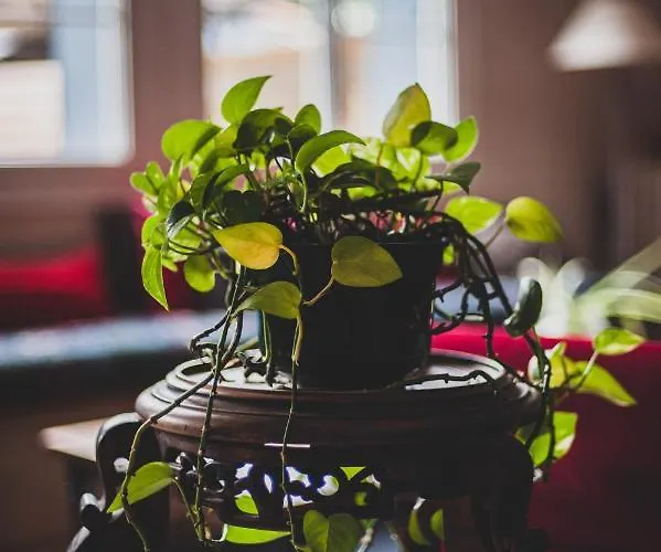 Corterra Avec Piscine Et Jacuzzi Bed and Breakfast Fargues-de-Langon