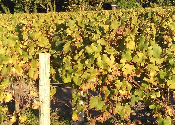 Corterra Avec Piscine Et Jacuzzi Bed and Breakfast Fargues-de-Langon